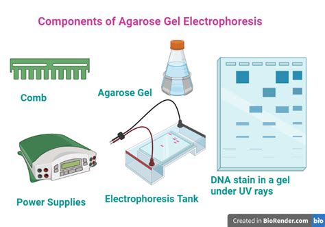 principle of agarose gel electrophoresis|Agarose Gel Electrophoresis.